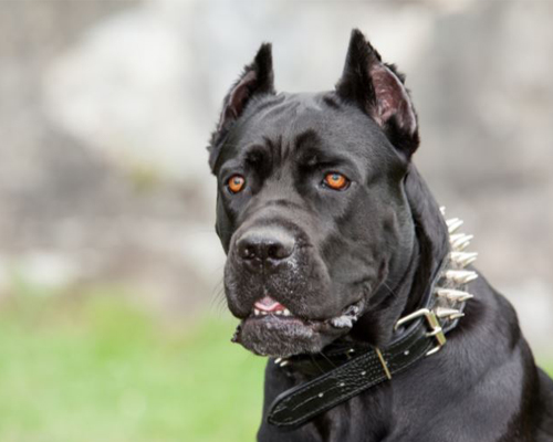 are cane corsos aggressive or dangerous dogs